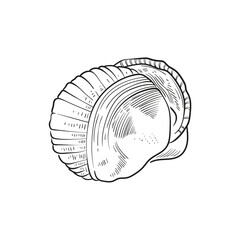 Hand-drawn, engraved line illustrations of realistic mollusk shells in various forms. Perfect for marine-themed designs. Black and white sketches on a navy peony background, including starfish.