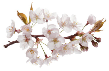 White cherry blossoms on branch on transparent background - stock png.