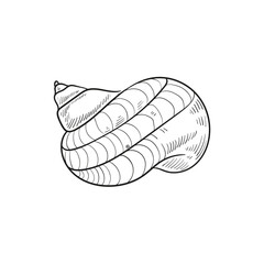 Hand-drawn, engraved line illustrations of realistic mollusk shells in various forms. Perfect for marine-themed designs. Black and white sketches on a navy peony background, including starfish.