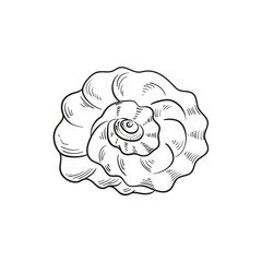 Hand-drawn, engraved line illustrations of realistic mollusk shells in various forms. Perfect for marine-themed designs. Black and white sketches on a navy peony background, including starfish.