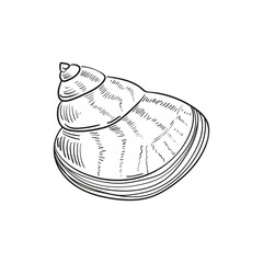 Hand-drawn, engraved line illustrations of realistic mollusk shells in various forms. Perfect for marine-themed designs. Black and white sketches on a navy peony background, including starfish.