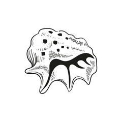 Hand-drawn, engraved line illustrations of realistic mollusk shells in various forms. Perfect for marine-themed designs. Black and white sketches on a navy peony background, including starfish.