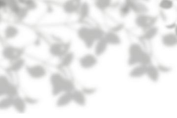 Realistic shadow overlay from plant leaf on transparent background. Special effect of natural leaves shadow on white wall. gray shadow and light effect. 3d rendering