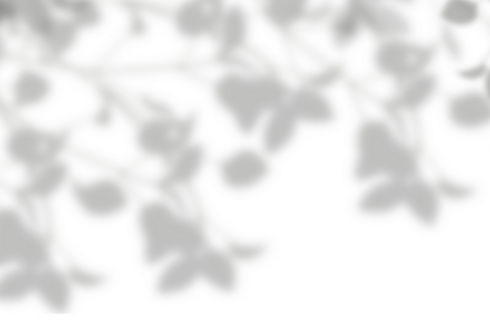 Realistic shadow overlay from plant leaf on transparent background. Special effect of natural leaves shadow on white wall. gray shadow and light effect. 3d rendering
