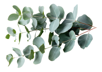 Green eucalyptus branch with leaves on transparent background - stock png.