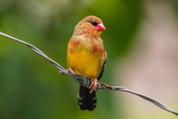 The red avadavat (Amandava amandava), red munia or strawberry finch, is a sparrow-sized bird of the family Estrildidae