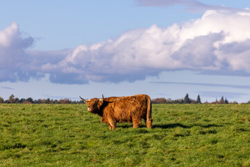 A beautiful brown highland cow grazing in a field in the Autumn time