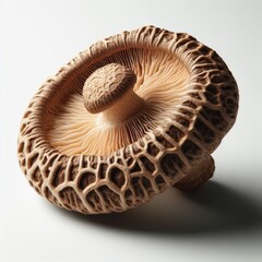 Shiitake mushroom on white

