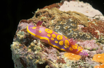 Sea slug, Nudibranch. Chromodoris purpurea. Alghero. Sardinia. Italy. 