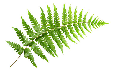 Green fern leaf isolated on black background on transparent background - stock png.