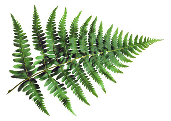 Green fern leaf isolated on black background on transparent background - stock png. - obrazy, fototapety, plakaty