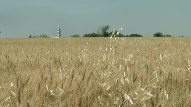 A Wheat Field and the Dome of San Jose Church in the Distance in the Province of Entre Rios, Argentina.