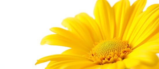 Fototapeta premium Vibrant yellow flower blooming in a serene white background, nature photography