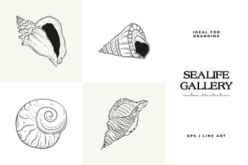 Hand-drawn vector set featuring realistic sketches of various marine seashells and starfish in black and white. Ideal for underwater-themed designs.