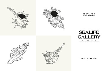 Hand-drawn vector set featuring realistic sketches of various marine seashells and starfish in black and white. Ideal for underwater-themed designs.