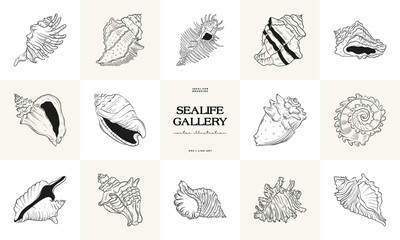 Hand-drawn vector set featuring realistic sketches of various marine seashells and starfish in black and white. Ideal for underwater-themed designs.