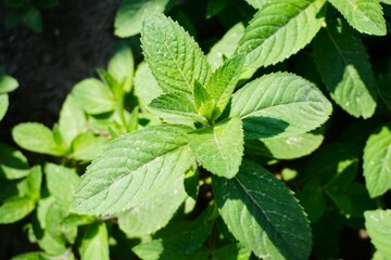 Liście mięty pieprzowej © Adam