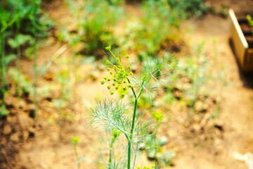 Koper włoski uprawiany w szklarni. Świeży koper włoski rośnie w ziemi. W tle widać inne rośliny.