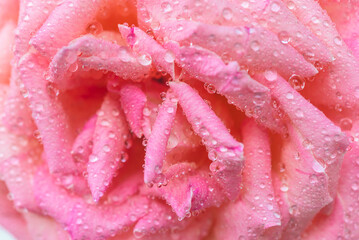Close up for pink rose flower with waterdrops