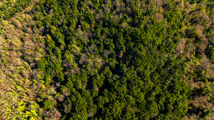Zenith aerial view of a dense forest.