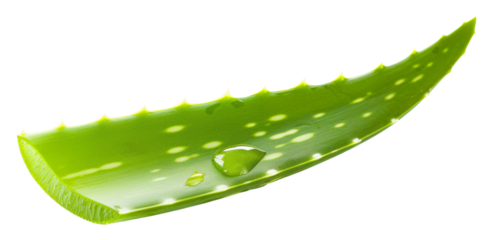 Fresh aloe vera leaf with water droplets on transparent background - stock png.