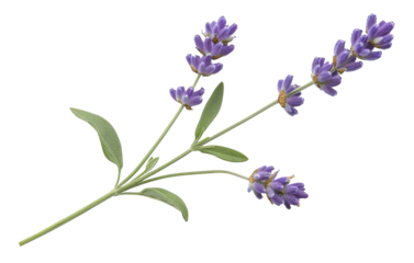 Lavender sprig on transparent background - stock png.
