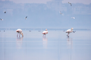 Group of pink flamingos at dawn walking at the lake