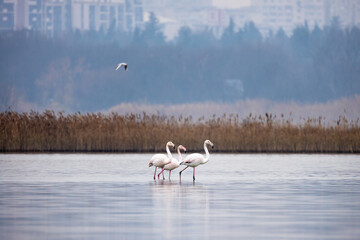 Group of pink flamingos at dawn walking at the lake