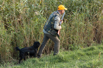 Mature man hunter with gun while walking on field with your dogs