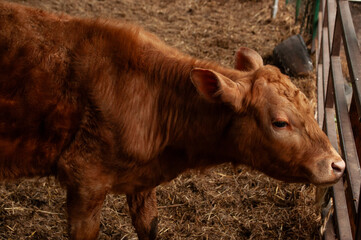 Fototapeta premium A Red Calf in a barn on a farm during the summer.