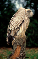 Vautour de l'Himalaya,.Gyps himalayensis, Himalayan Vulture