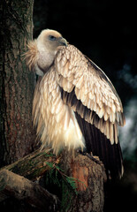 Vautour de l'Himalaya,.Gyps himalayensis, Himalayan Vulture