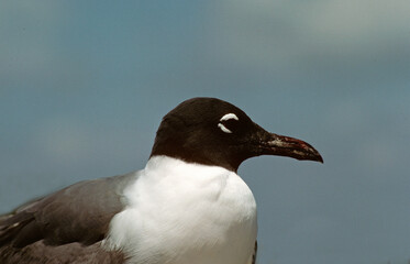 Fototapeta premium Mouette atricille,.Leucophaeus atricilla, Laughing Gull