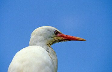 Héron garde boeufs,.Bubulcus ibis, Western Cattle Egret