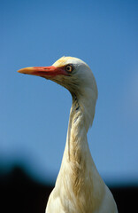 Héron garde boeufs,.Bubulcus ibis, Western Cattle Egret