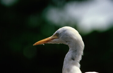 Héron garde boeufs,.Bubulcus ibis, Western Cattle Egret