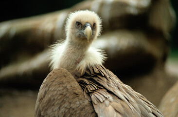 Vautour fauve,.Gyps fulvus, Griffon Vulture, Pyrénées Atlantiques