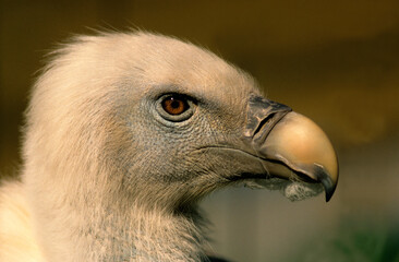 Vautour fauve,.Gyps fulvus, Griffon Vulture, Pyrénées Atlantiques