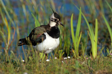 Vanneau huppé,.Vanellus vanellus, Northern Lapwing