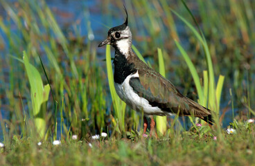 Obraz premium Vanneau huppé,.Vanellus vanellus, Northern Lapwing