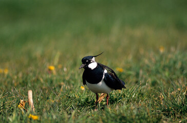 Vanneau huppé,.Vanellus vanellus, Northern Lapwing