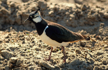 Vanneau huppé,.Vanellus vanellus, Northern Lapwing