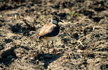 Vanneau huppé,.Vanellus vanellus, Northern Lapwing