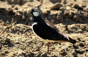Vanneau huppé,.Vanellus vanellus, Northern Lapwing