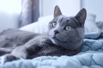 a gray russian blue cat is laying on a bed with its eyes closed