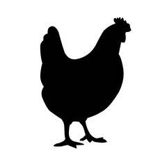 silhouette of a hen