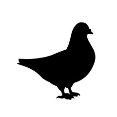 poultry Silhouette for Art Illustration