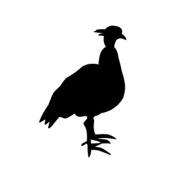 poultry Silhouette for Art Illustration