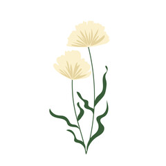 Delicate pale yellow spring flower with leaves. Hand drawn vector, wild, botany. 