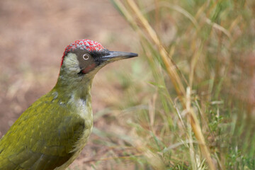 Close-up portrait of a green woodpecker with a red cap on its head on the ground in the grass. Copy space.